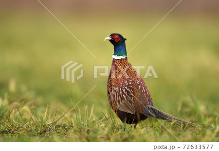 Ringneck Pheasant (Phasianus colchicus) Ringneck Pheasant (Phasianus colchicus) 72633577