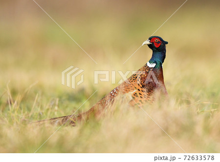 Ringneck Pheasant (Phasianus colchicus) Ringneck Pheasant (Phasianus colchicus) 72633578