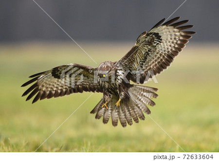 Common buzzard (Buteo buteo) Common buzzard (Buteo buteo) 72633604
