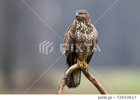 Common buzzard (Buteo buteo) Common buzzard (Buteo buteo) 72633617