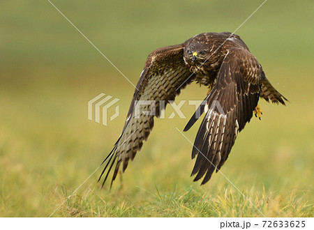Common buzzard (Buteo buteo) 72633625