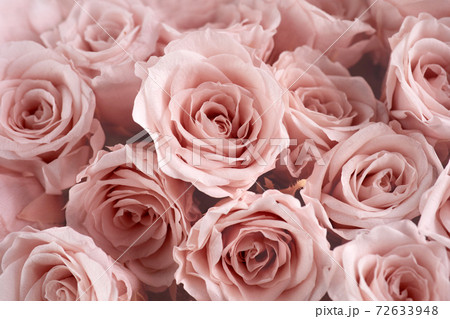 Pink roses background. Close up roses bunch. Pink roses background. Close up roses bunch. 72633948