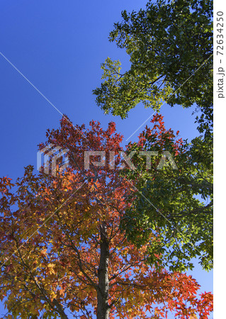 クスノキとモミジ クスノキとモミジ 72634250
