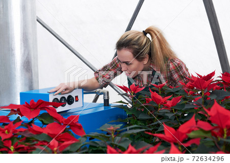 woman florist works with heating equipment in a flower greenhouse where poinsettia grow 72634296