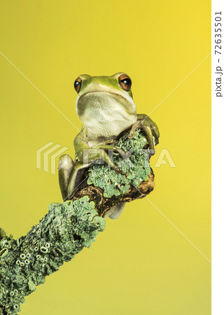 Frog, La Pampa, Argentina 72635501