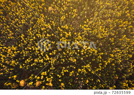 Aerial shoot of pine forest, high altitude at sunset 72635599
