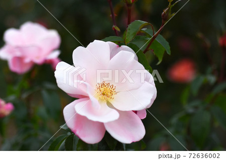 千葉県成田市 成田ファームランド バラの花 グレーテル 千葉県成田市 成田ファームランド バラの花 グレーテル 72636002