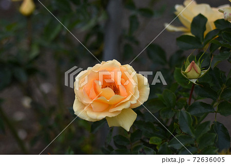 千葉県成田市　成田ファームランド　バラの花　ユリイカ 72636005