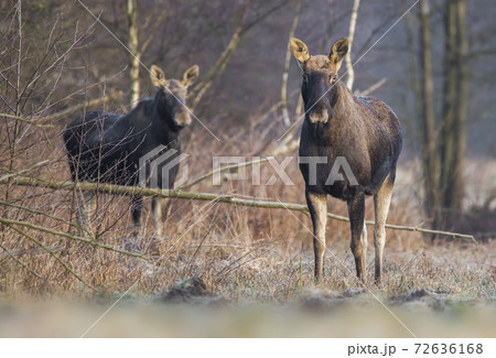 Elk / Moose (Alces alces) 72636168