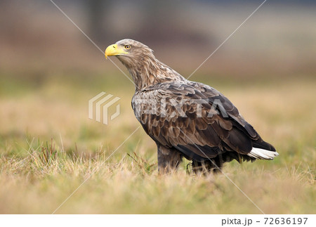 White tailed eagle (Haliaeetus albicilla) 72636197