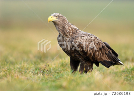 White tailed eagle (Haliaeetus albicilla) White tailed eagle (Haliaeetus albicilla) 72636198