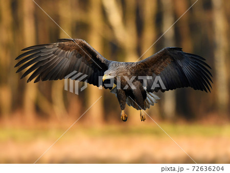 White tailed eagle (Haliaeetus albicilla) 72636204