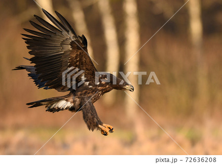 White tailed eagle (Haliaeetus albicilla) White tailed eagle (Haliaeetus albicilla) 72636208