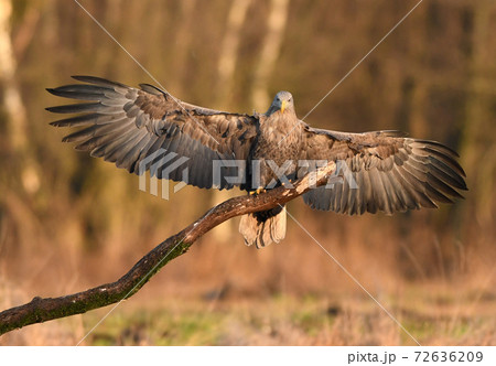 White tailed eagle (Haliaeetus albicilla) - adult White tailed eagle (Haliaeetus albicilla) - adult 72636209
