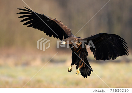 White tailed eagle (Haliaeetus albicilla) White tailed eagle (Haliaeetus albicilla) 72636210