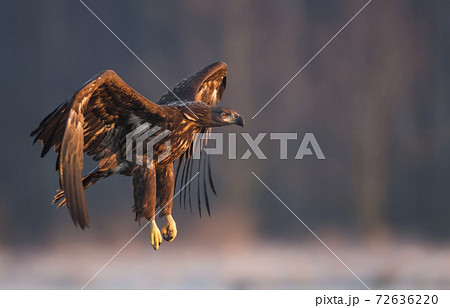 White tailed eagle (Haliaeetus albicilla) White tailed eagle (Haliaeetus albicilla) 72636220