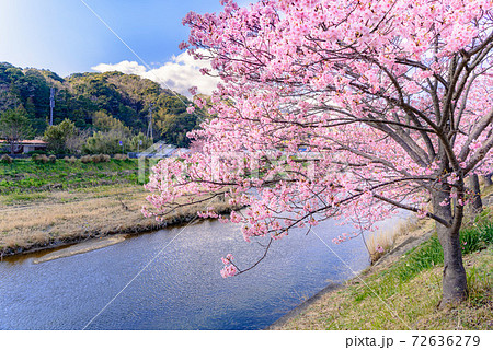 Image of Yuki cherry blossom tree along a walkway