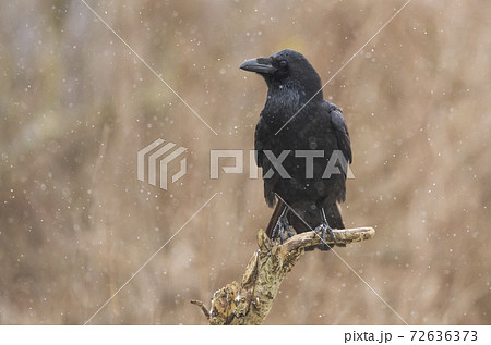 Raven (Corvus corax) 72636373
