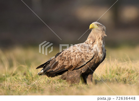 White tailed eagle (Haliaeetus albicilla) White tailed eagle (Haliaeetus albicilla) 72636448