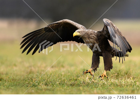 White tailed eagle (Haliaeetus albicilla) 72636461