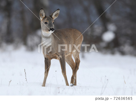 Roe deer (Capreolus capreolus) 72636565