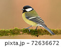 Great tit (Parus major) 72636672