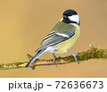 Great tit (Parus major) 72636673