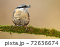 Nuthatch (Sitta europaea) 72636674