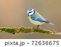 Blue tit (Cyanistes caeruleus) 72636675
