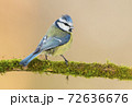 Blue tit (Cyanistes caeruleus) 72636676