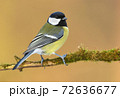 Great tit (Parus major) 72636677