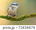 Nuthatch (Sitta europaea) 72636678