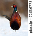 Ringneck Pheasant (Phasianus colchicus) 72636778