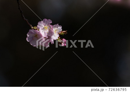 旅立ちと出会いの桜 旅立ちと出会いの桜 72636795