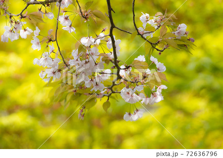 旅立ちと出会いの桜 72636796