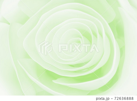 light green pastel Rose close up background, 3d render 72636888