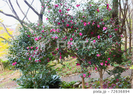 サザンカの花 サザンカの花 72636894