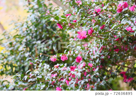 サザンカの花 サザンカの花 72636895