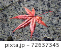 水面のもみじ 72637345