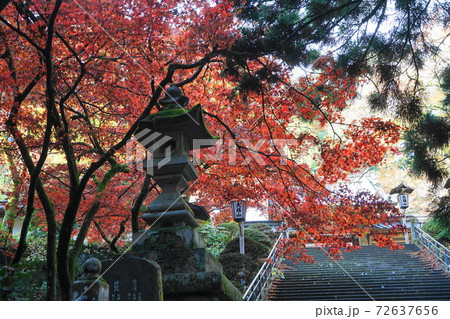 11月 南足柄61大雄山最乗寺の紅葉 11月 南足柄61大雄山最乗寺の紅葉 72637656