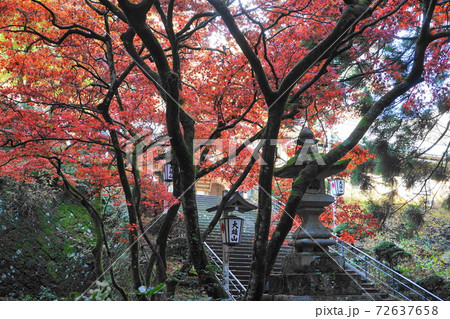 11月 南足柄59大雄山最乗寺の紅葉 11月 南足柄59大雄山最乗寺の紅葉 72637658