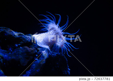 暗闇のイソギンチャク 暗闇のイソギンチャク 72637781