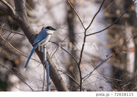 東日本で生息する黒い頭と綺麗な水色の背中が特徴的なオナガ 東日本で生息する黒い頭と綺麗な水色の背中が特徴的なオナガ 72638115