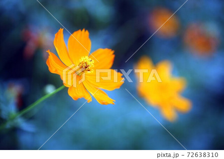 キバナコスモス の花咲く 72638310
