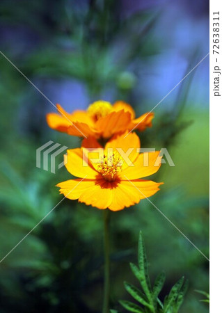 キバナコスモス の花咲く 72638311