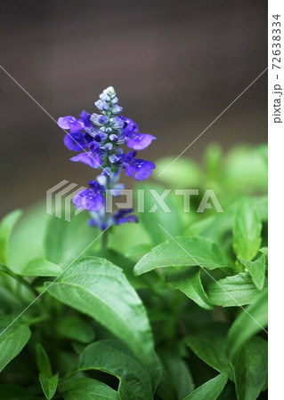 サルビア 青紫色の花 サルビア 青紫色の花 72638334