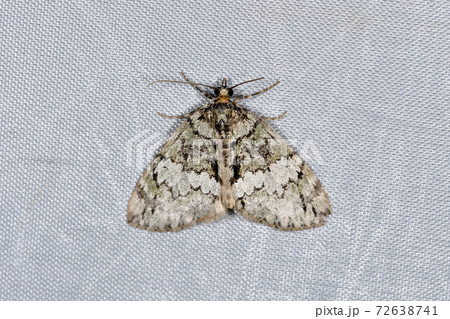 ヒロオビナミシャク(北海道・層雲峡) ヒロオビナミシャク(北海道・層雲峡) 72638741