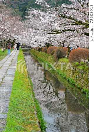 哲学の道に咲く桜 哲学の道に咲く桜 72638913