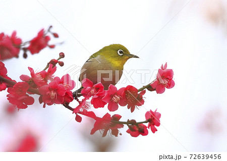 赤い梅と蜜を吸うメジロ  72639456