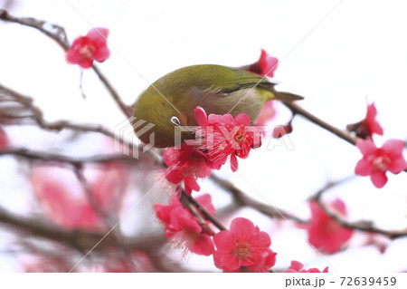 赤い梅と蜜を吸うメジロ  72639459